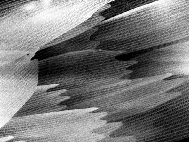 sem (30).jpg